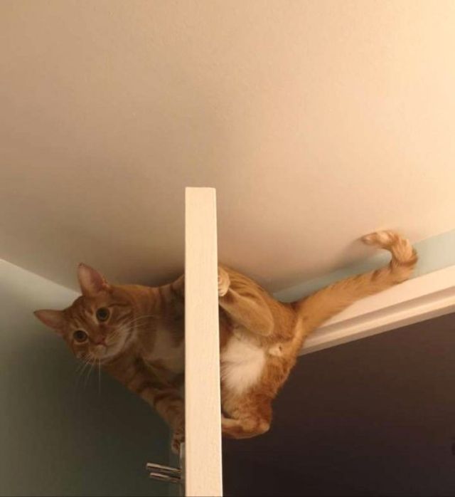 Реалії життя з котом: епічні фото з нахабними улюбленцями - фото 385718