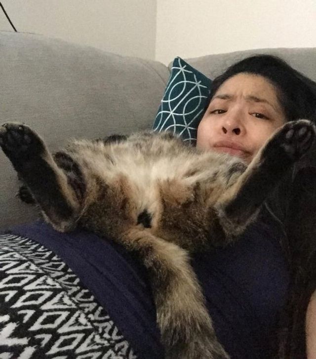 Реалії життя з котом: епічні фото з нахабними улюбленцями - фото 385719