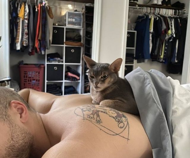 Реалії життя з котом: епічні фото з нахабними улюбленцями - фото 385720