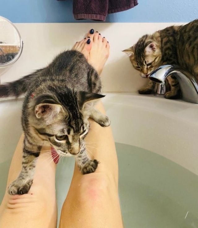 Реалії життя з котом: епічні фото з нахабними улюбленцями - фото 385721