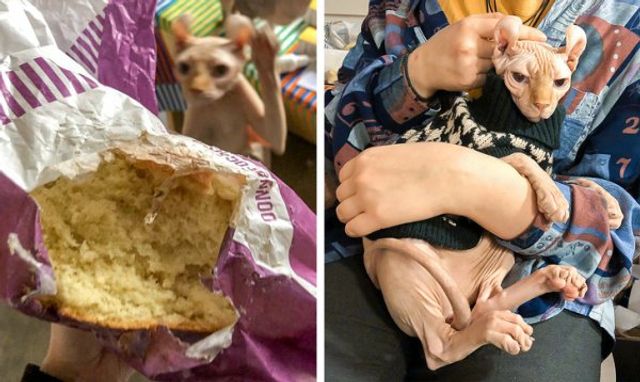 Реалії життя з котом: епічні фото з нахабними улюбленцями - фото 385722