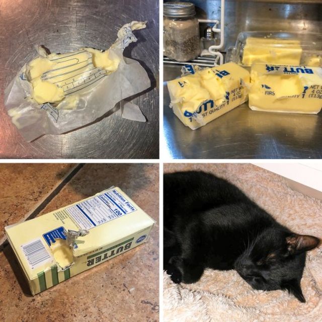 Реалії життя з котом: епічні фото з нахабними улюбленцями - фото 385723