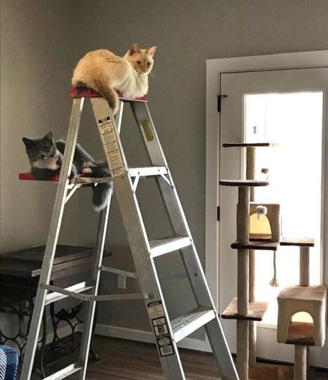 Реалії життя з котом: епічні фото з нахабними улюбленцями - фото 385724