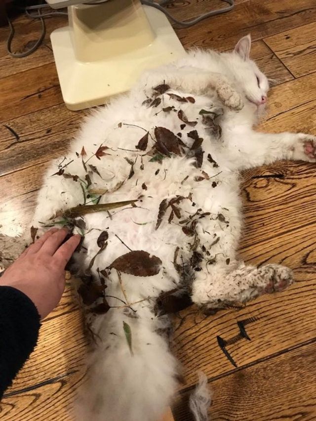 Реалії життя з котом: епічні фото з нахабними улюбленцями - фото 385725