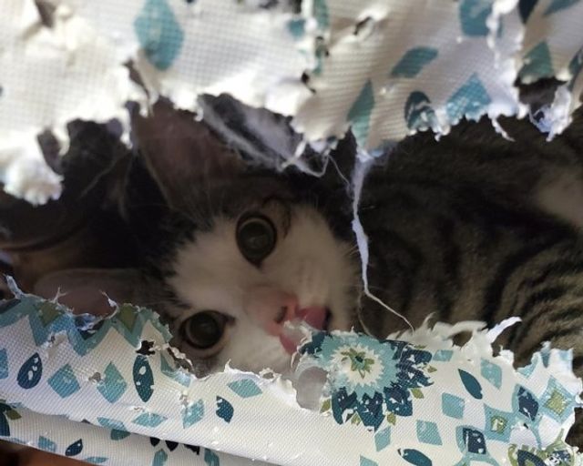 Реалії життя з котом: епічні фото з нахабними улюбленцями - фото 385726