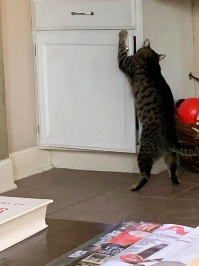 Реалії життя з котом: епічні фото з нахабними улюбленцями - фото 385727