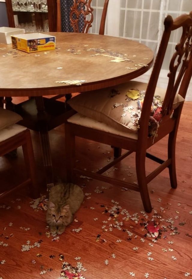 Реалії життя з котом: епічні фото з нахабними улюбленцями - фото 385728