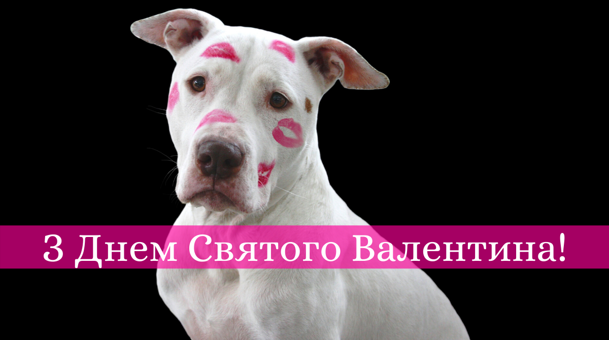 З Днем Валентина – прикольні смс привітання і картинки на День закоханих