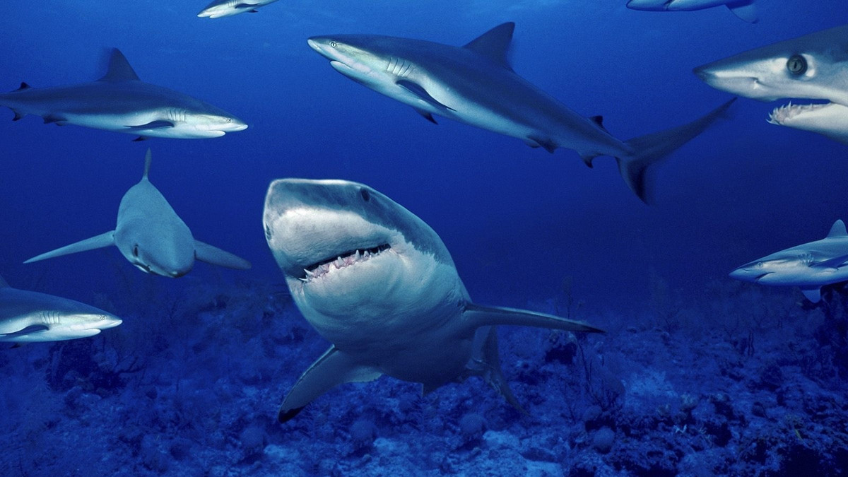 Хлопець вирішив нагодувати 50 голодних акул: відео не для слабкодухих - фото 1