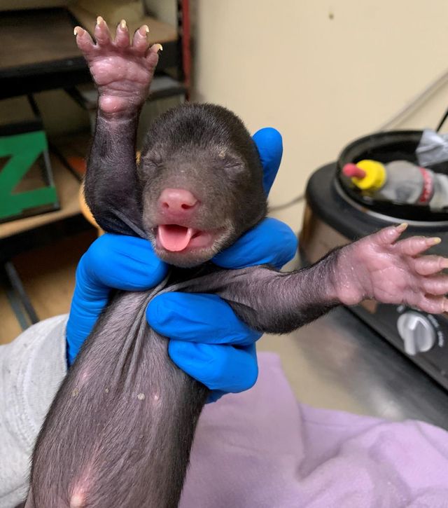 У США собака принесла додому цуценя, але щось пішло не так - фото 386017