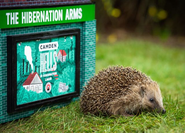 Сонік би плакав: у Лондоні встановлюють паби для їжаків - фото 386161