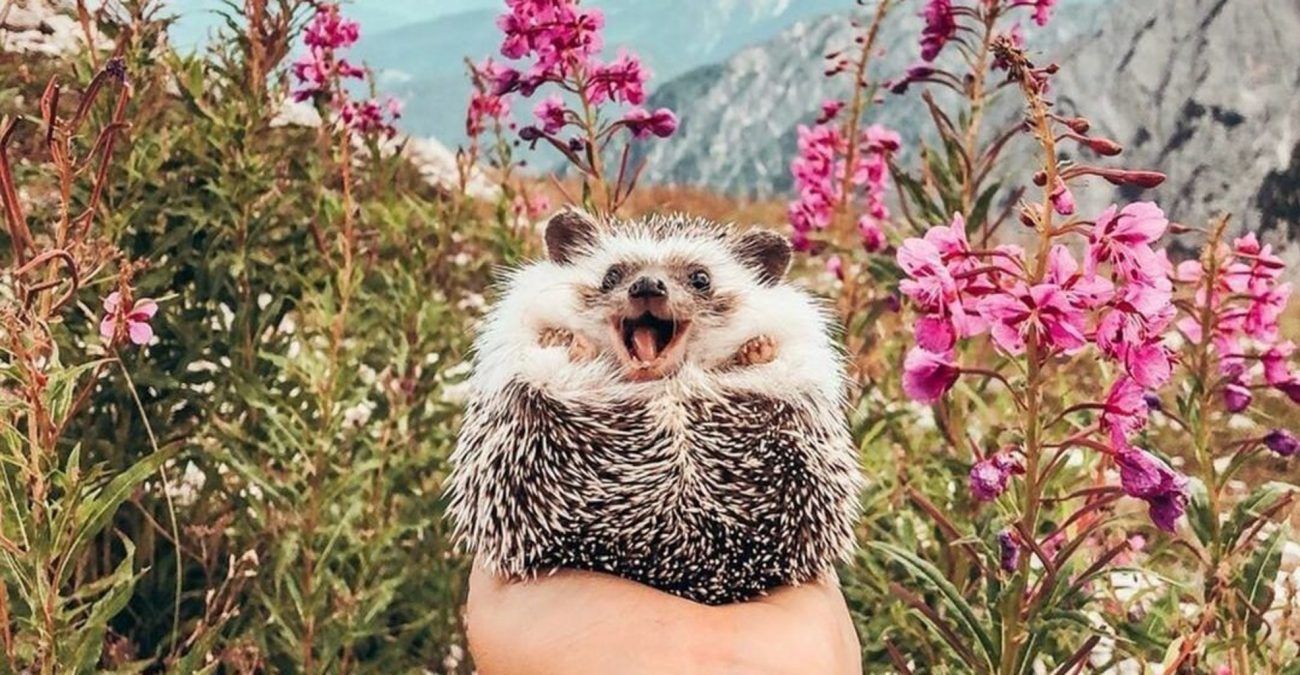 Так у Лондоні хочуть допомагати маленьким їжакам - фото 1