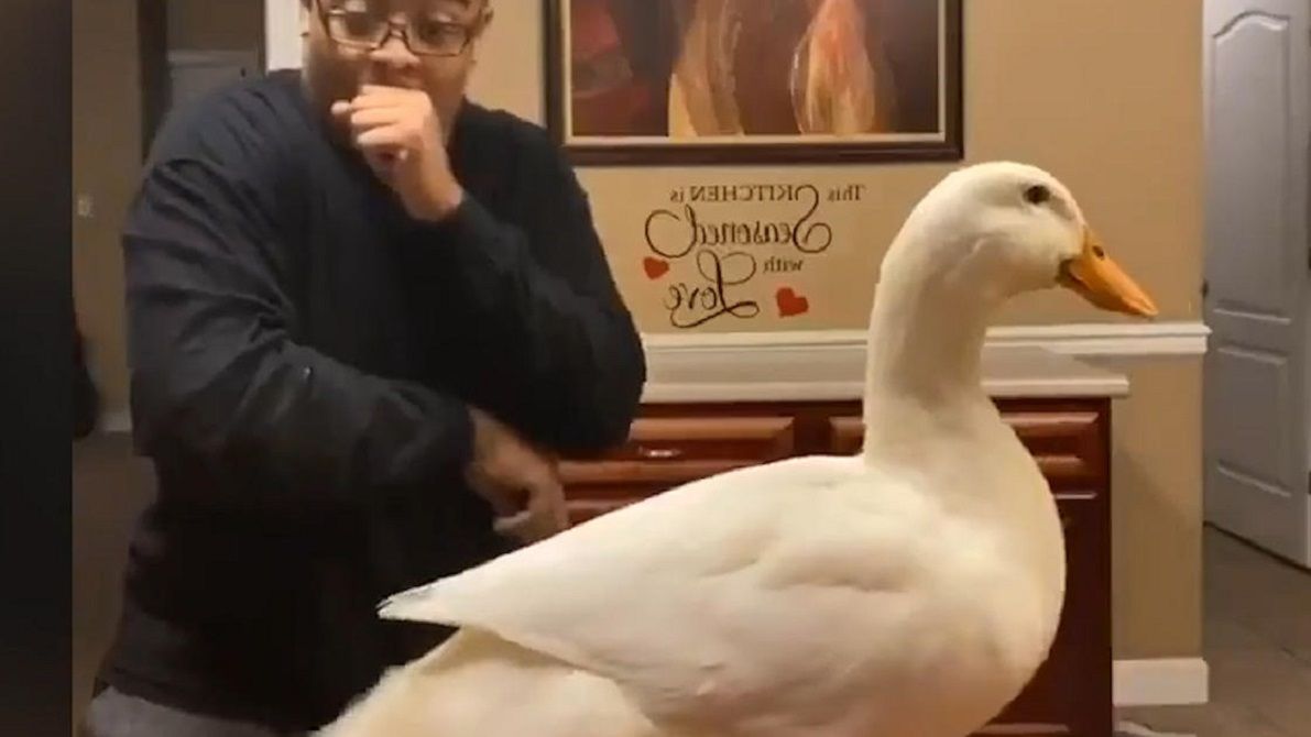 Запальний танець хлопця з домашнім гусаком став хітом мережі: веселе відео - фото 1