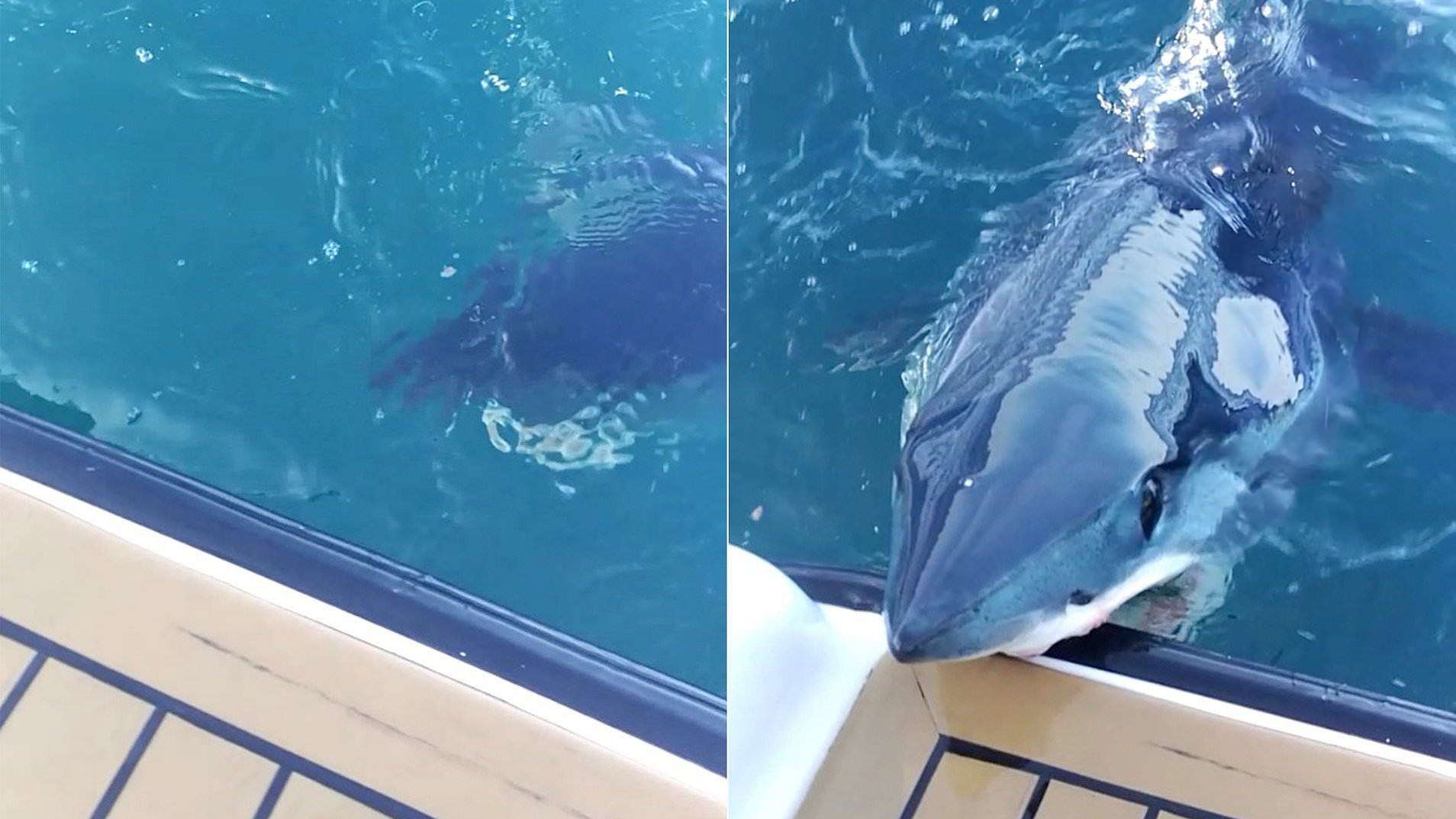 Акула вчепилася у яхту зубами і потрапила на відео