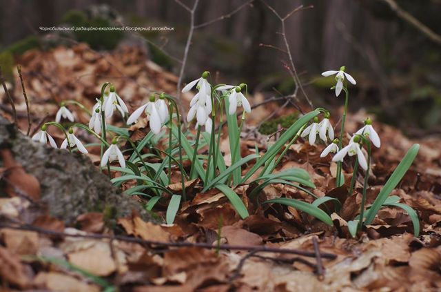 Це весна! У зоні ЧАЕС зацвіли проліски - фото 386617