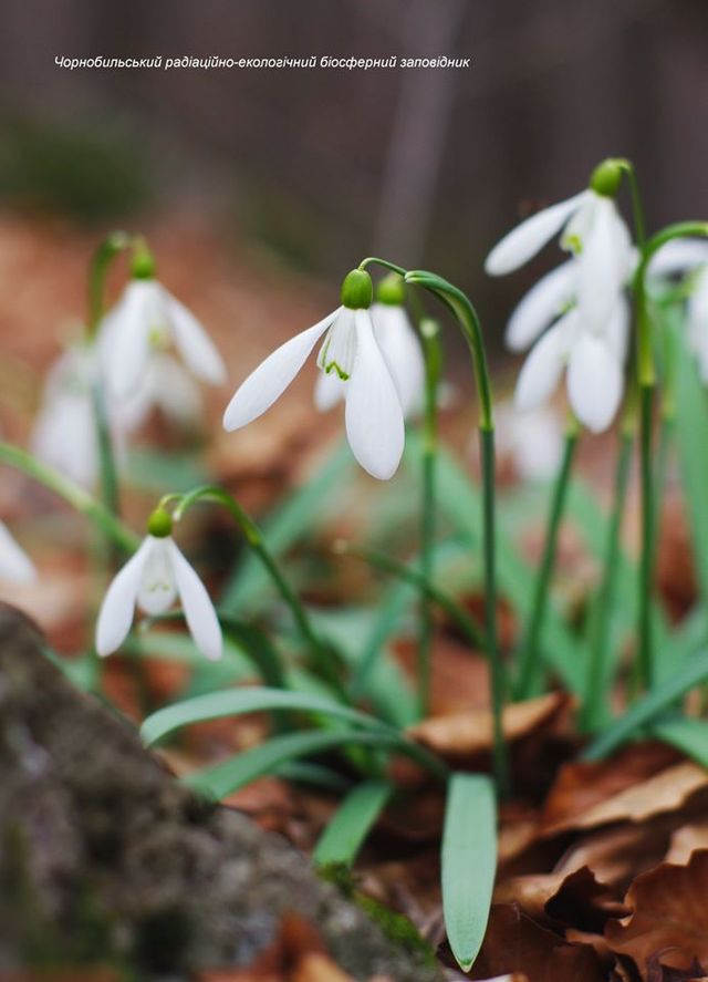 Це весна! У зоні ЧАЕС зацвіли проліски - фото 386618