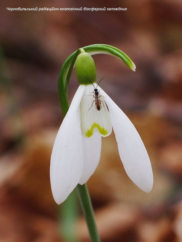 Це весна! У зоні ЧАЕС зацвіли проліски - фото 386619