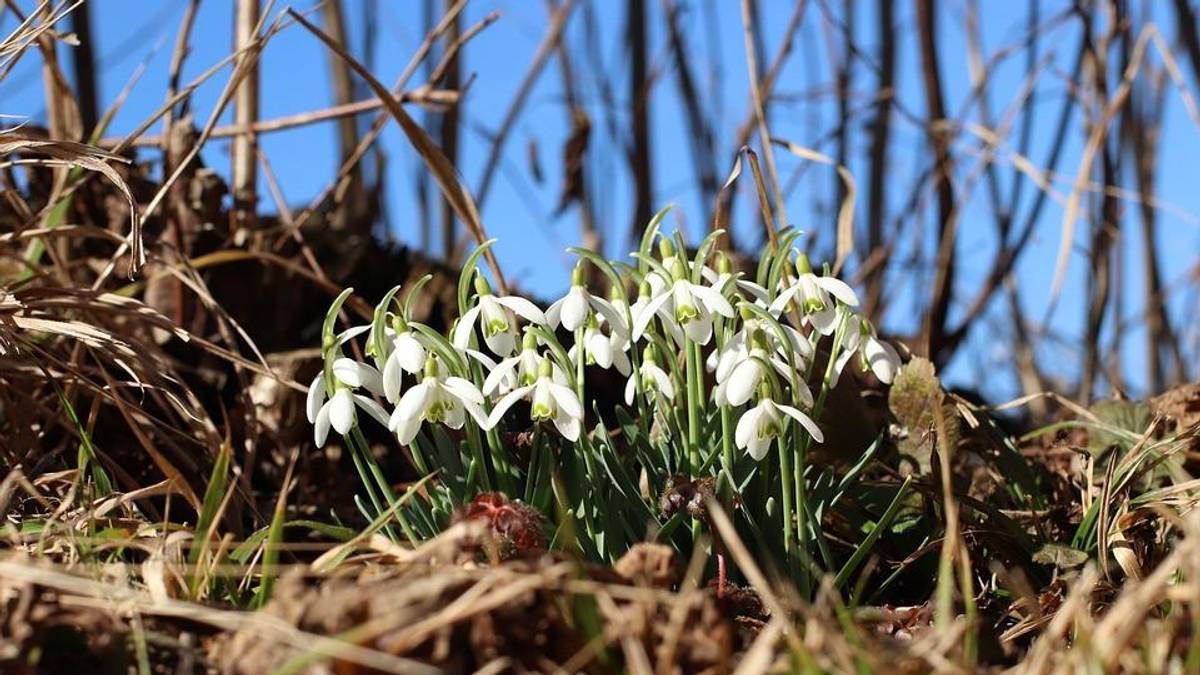 Проліски - фото 1