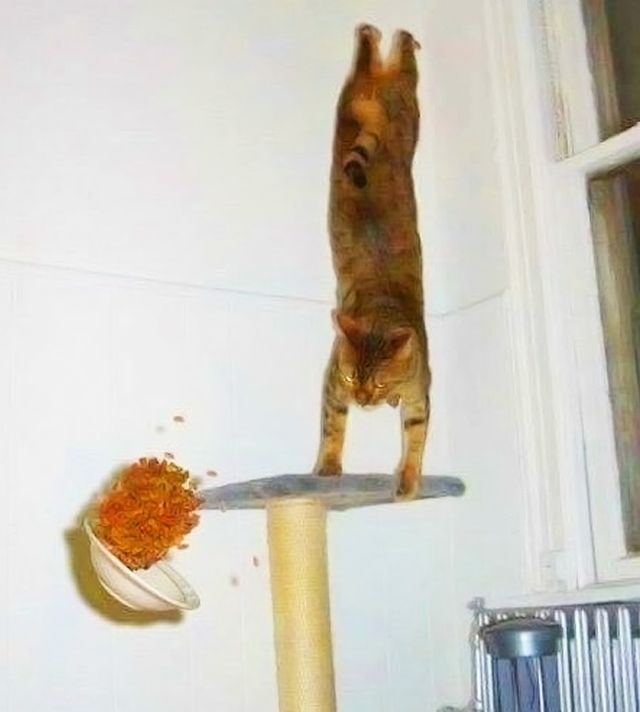 10 епічних випадкових фото за секунду до - фото 386923