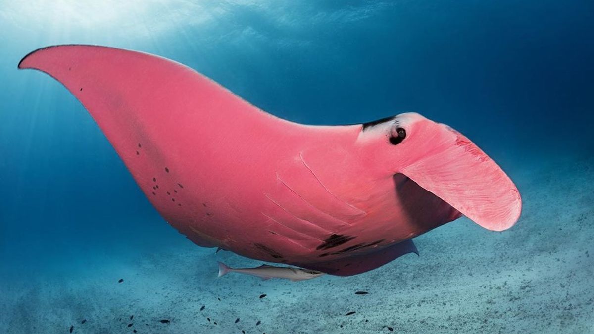 Фотограф зняв унікального рожевого ската: вражаючі кадри