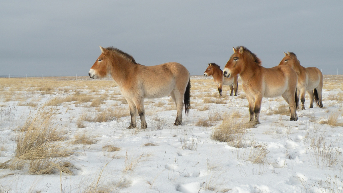Коні Пржевальського в Чорнобилі - фото 1