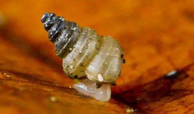 Craspedotropis gretathunbergae - фото 387382