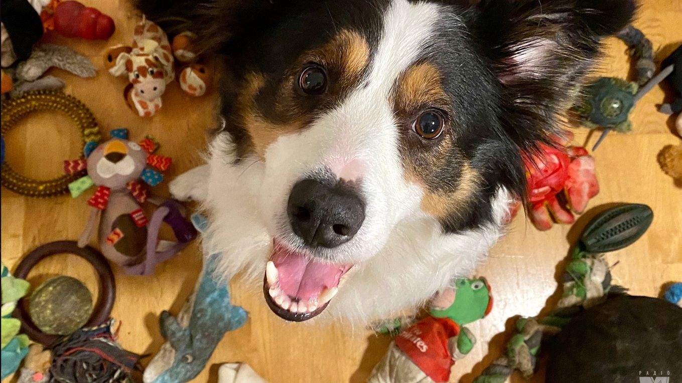 Ця коллі не лише розрізняє, а й групує іграшки - фото 1