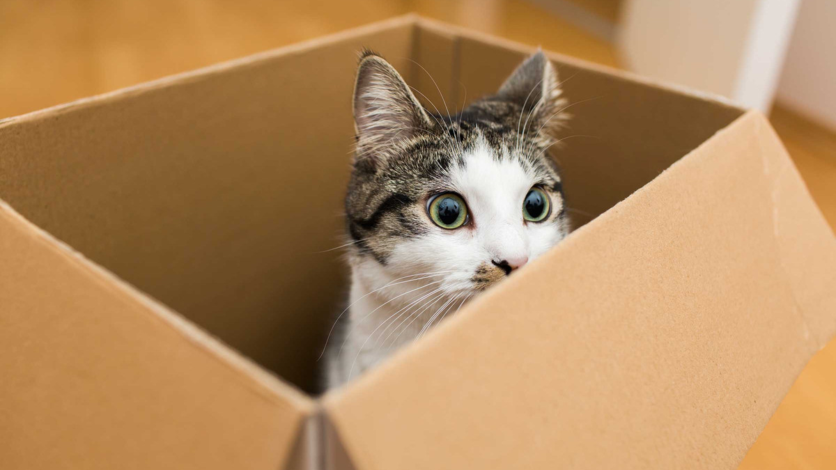 А ваш кіт любить сидіти у коробці? - фото 1