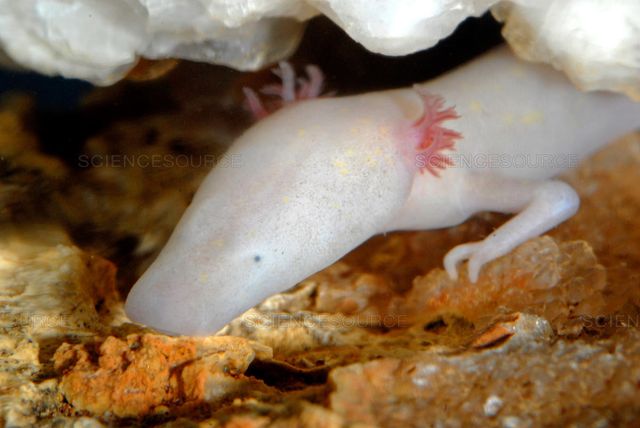 Вчені назвали найледачіше створіння у світі: і це не лінивець - фото 387629