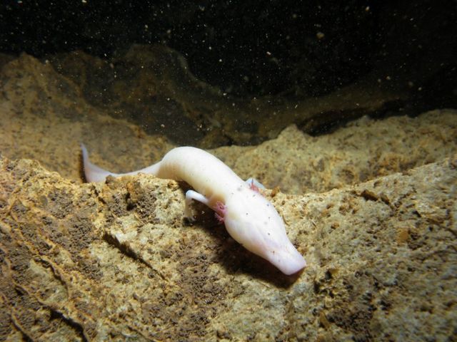 Вчені назвали найледачіше створіння у світі: і це не лінивець - фото 387630