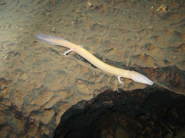 Вчені назвали найледачіше створіння у світі: і це не лінивець - фото 387631