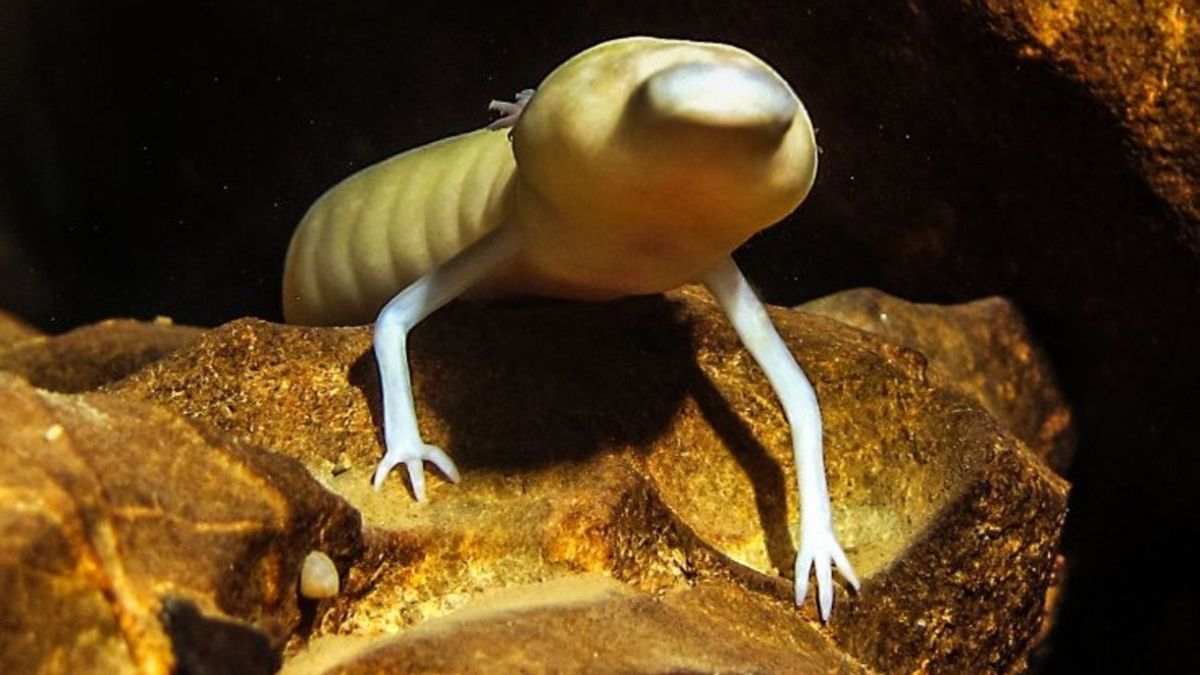 Вчені назвали найледачіше створіння у світі: і це не лінивець