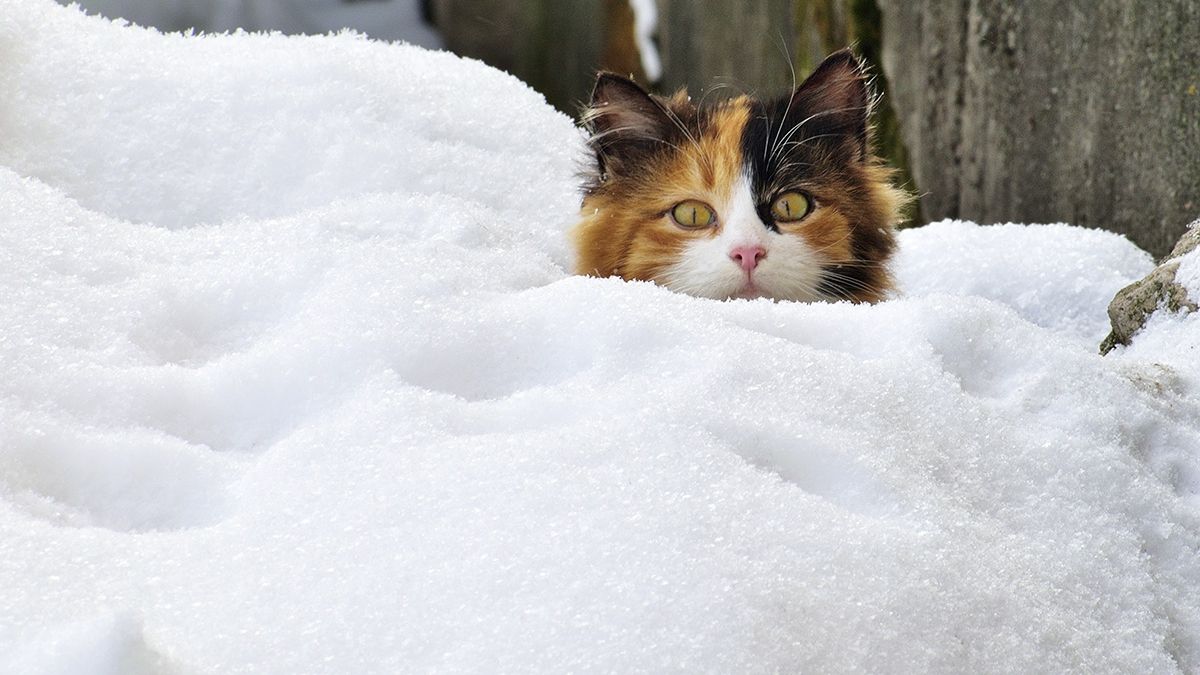 Знову сніг: українців попередили про циклон
