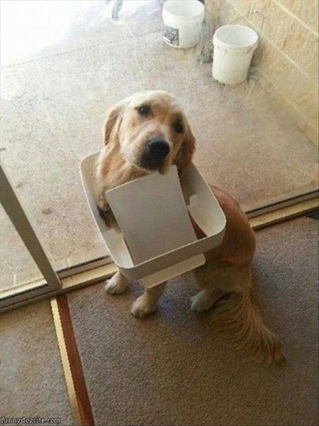 Домашні тварини, яких упіймали на гарячому: епічні фото пухнастих паскудників - фото 387884