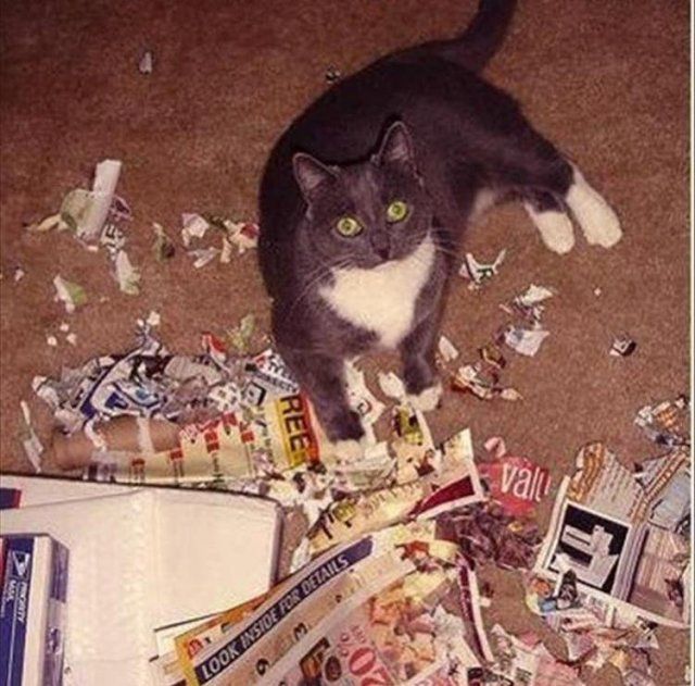 Домашні тварини, яких упіймали на гарячому: епічні фото пухнастих паскудників - фото 387886