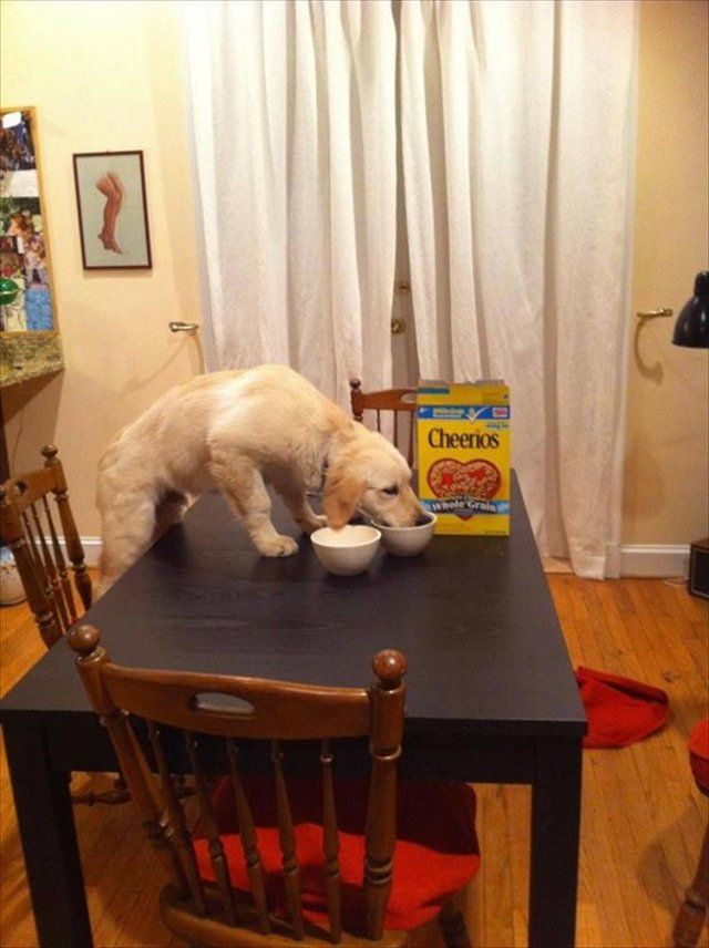 Домашні тварини, яких упіймали на гарячому: епічні фото пухнастих паскудників - фото 387888