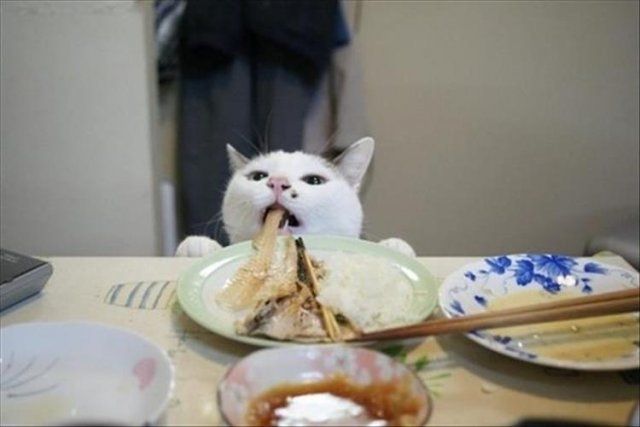 Домашні тварини, яких упіймали на гарячому: епічні фото пухнастих паскудників - фото 387890