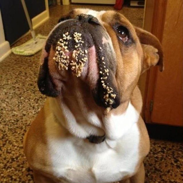 Домашні тварини, яких упіймали на гарячому: епічні фото пухнастих паскудників - фото 387891