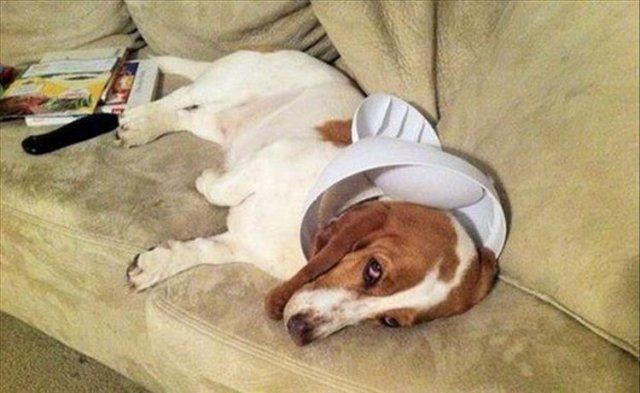 Домашні тварини, яких упіймали на гарячому: епічні фото пухнастих паскудників - фото 387892