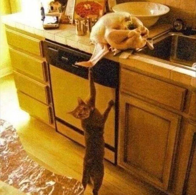 Домашні тварини, яких упіймали на гарячому: епічні фото пухнастих паскудників - фото 387893