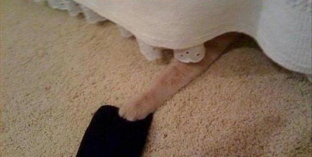 Домашні тварини, яких упіймали на гарячому: епічні фото пухнастих паскудників - фото 387894