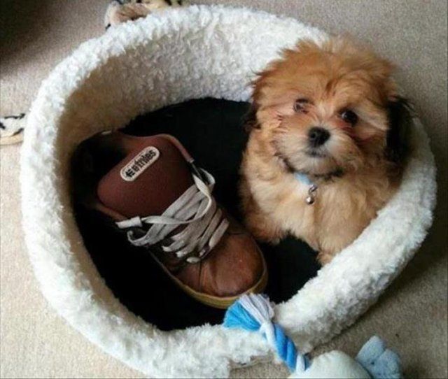 Домашні тварини, яких упіймали на гарячому: епічні фото пухнастих паскудників - фото 387895