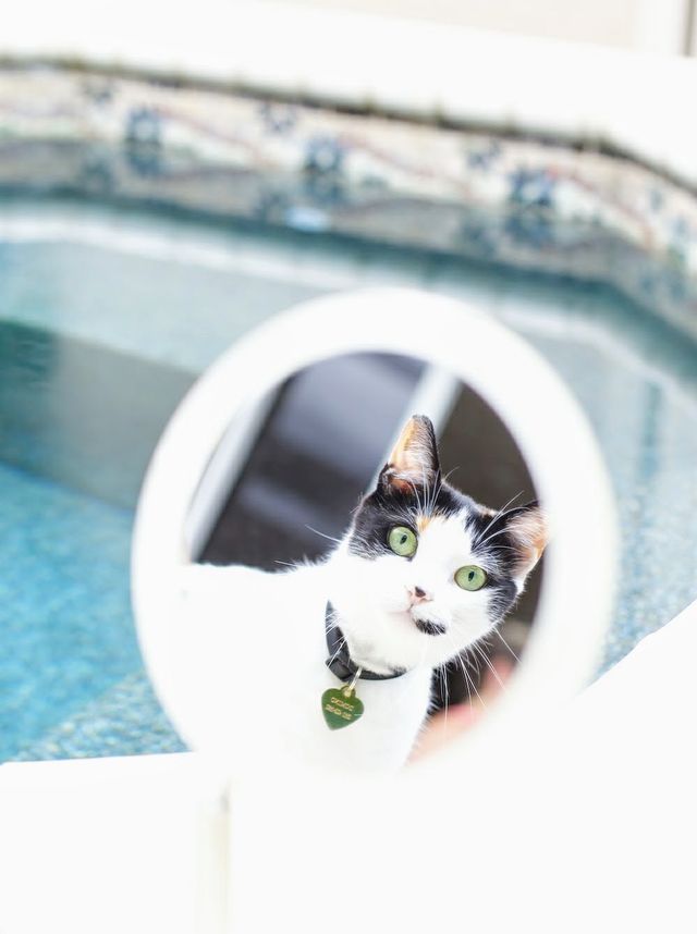 Розгублені коти, які дивляться на себе в дзеркало, стали зірками мережі: кумедні фото - фото 388103