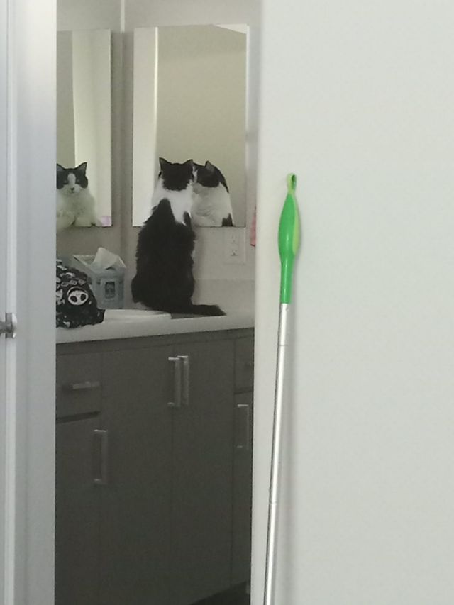 Розгублені коти, які дивляться на себе в дзеркало, стали зірками мережі: кумедні фото - фото 388105