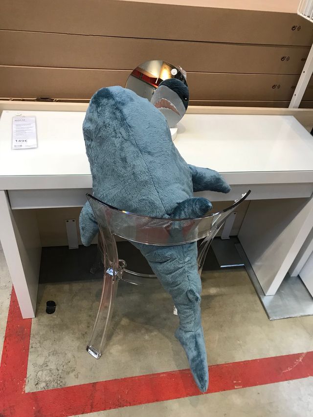 Розгублені коти, які дивляться на себе в дзеркало, стали зірками мережі: кумедні фото - фото 388108