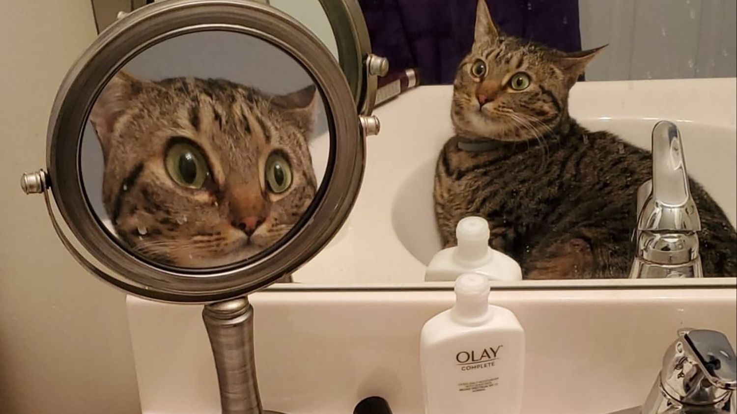 Реакція кота безцінна - фото 1