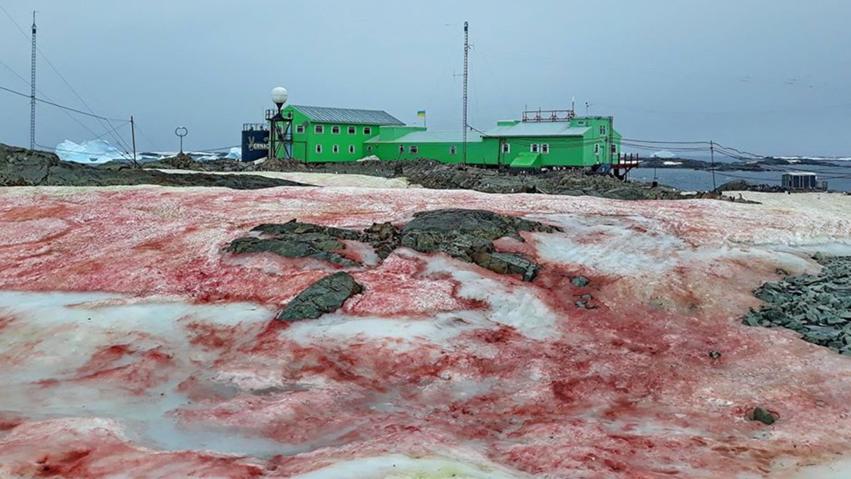 В Антарктиді сніг став багряного кольору: фотофакт - фото 1