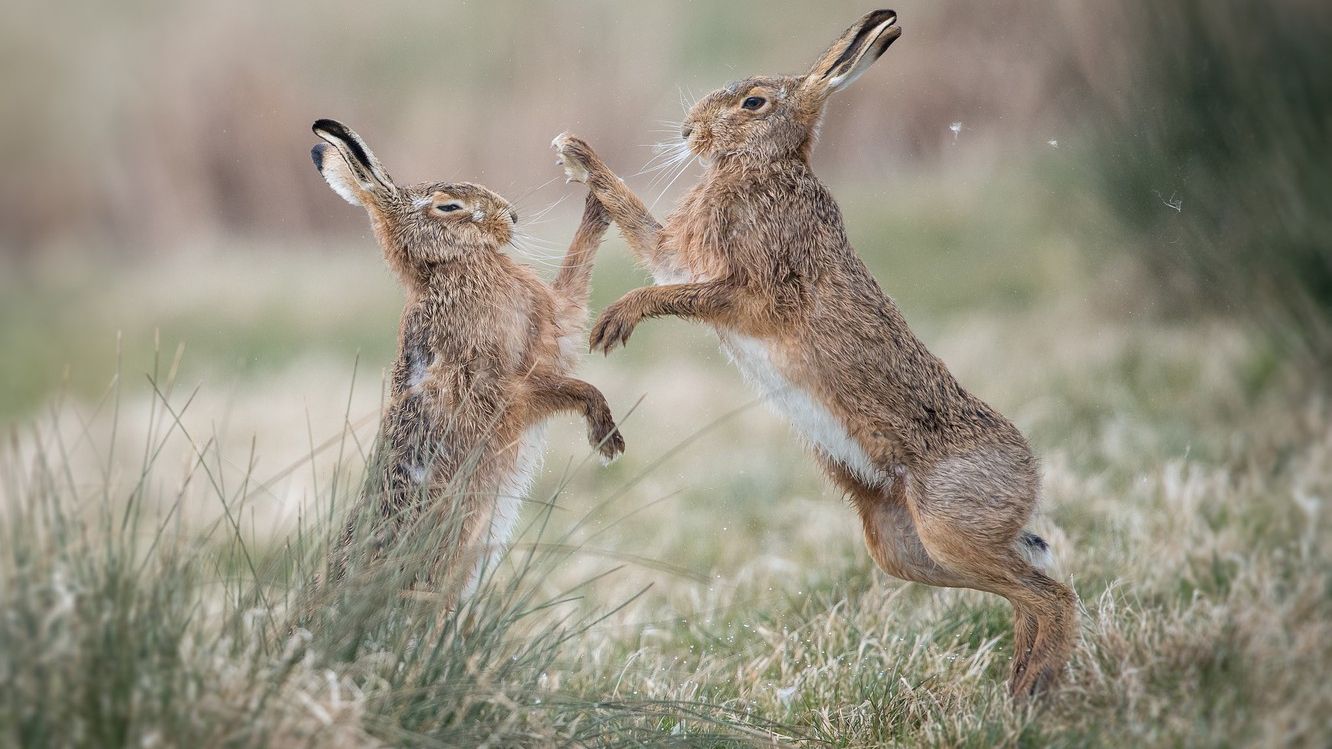 Бійка двох зайців потрапила на відео і розсмішила мережу