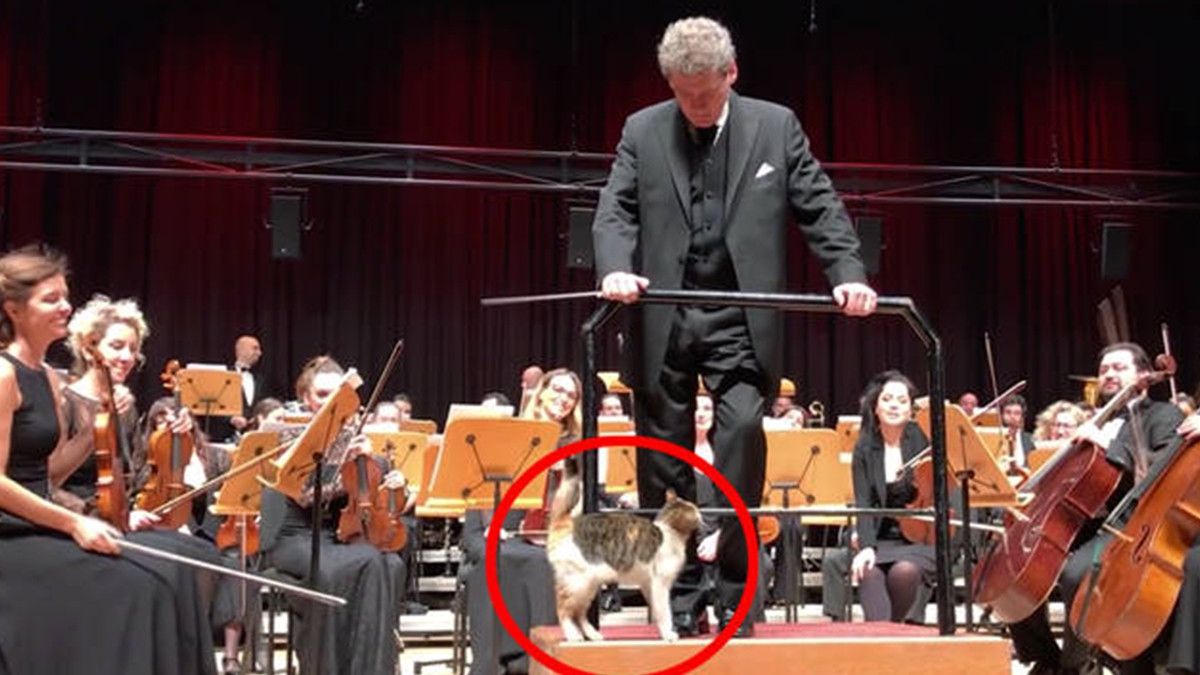 У Стамбулі кішка вийшла на сцену під час виступу оркестру і зіркою шоу - фото 1