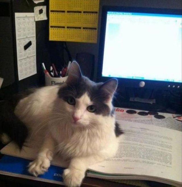 Це моє місце: фото нахабних котів, які заважають господарям - фото 388540